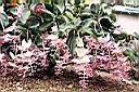 寶蓮花-花序01.JPG