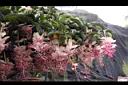 寶蓮花-花序02.JPG