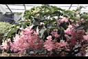 寶蓮花11.JPG