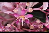 寶蓮花-花05.JPG