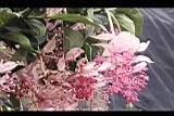 寶蓮花-花序03.JPG