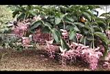 寶蓮花04.JPG
