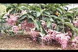 寶蓮花05.JPG
