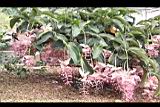 寶蓮花07.JPG
