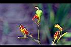 射干-花03.jpg