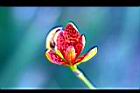 射干-花05.jpg