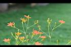 射干-花06.jpg