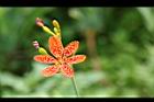 射干-花08.jpg