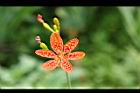 射干-花10.jpg