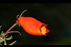 小圓桐-花07.JPG