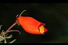 小圓桐-花08.JPG
