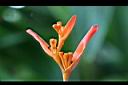 小天堂鳥花-花07.jpg