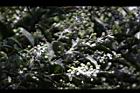 小實女貞-實01.JPG