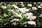 小實女貞-花22.jpg