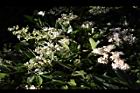 小實女貞-花27.jpg