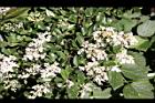 小實女貞-花30.jpg