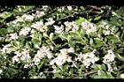 小實女貞-花31.jpg
