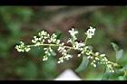 小實女貞-花34.jpg