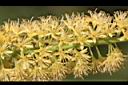 小實孔雀豆-花22.jpg