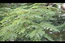 小實孔雀豆07.jpg