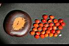 孔雀豆-豆1.jpg