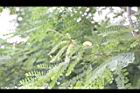 小實孔雀豆-花.jpg