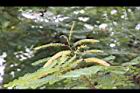小實孔雀豆-花01.jpg