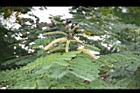 小實孔雀豆-花03.jpg