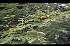小實孔雀豆-花04.jpg