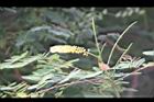 小實孔雀豆-花05.jpg