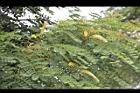 小實孔雀豆-花10.jpg
