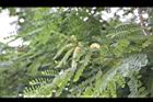 小實孔雀豆-花11.jpg