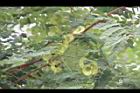 小實孔雀豆-花12.jpg