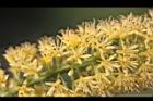 小實孔雀豆-花13.jpg