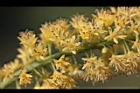 小實孔雀豆-花14.jpg
