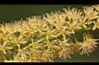 小實孔雀豆-花15.jpg