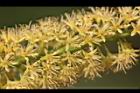 小實孔雀豆-花16.jpg