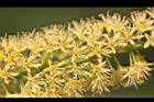 小實孔雀豆-花17.jpg