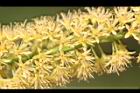 小實孔雀豆-花18.jpg