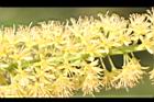 小實孔雀豆-花19.jpg
