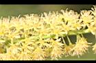 小實孔雀豆-花20.jpg