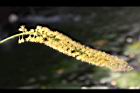 小實孔雀豆-花23.jpg