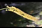 小實孔雀豆-花24.jpg
