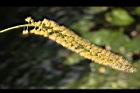 小實孔雀豆-花27.jpg