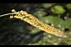 小實孔雀豆-花28.jpg