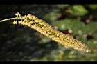 小實孔雀豆-花29.jpg