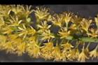 小實孔雀豆-花30.jpg