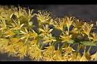 小實孔雀豆-花31.jpg