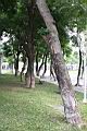 小實孔雀豆-莖.jpg