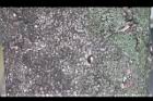 小實孔雀豆-莖1.jpg